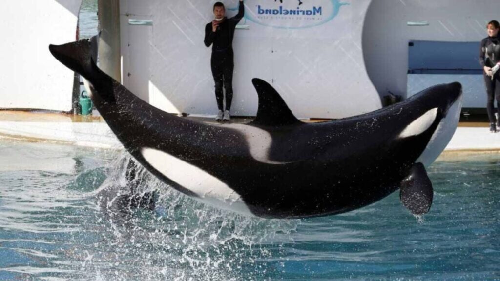 Laisses a labandon dans des bassins infestes dalgues les images du marineland dantibes suscitent emoi et inquietude