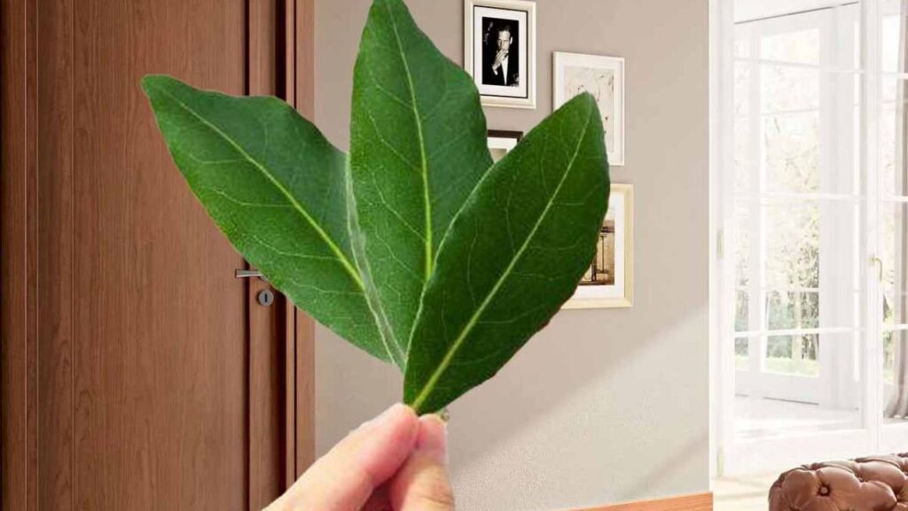 Decouvrez comment le laurier a votre porte dentree peut vous proteger de bien des tracas