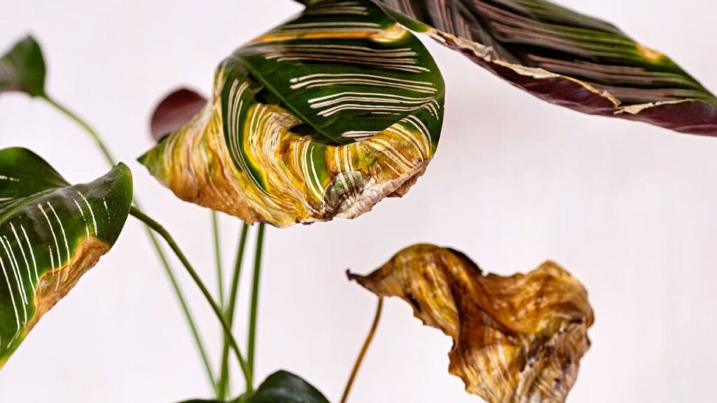 Voici pourquoi les plantes dinterieur meurent soudainement selon les botanistes